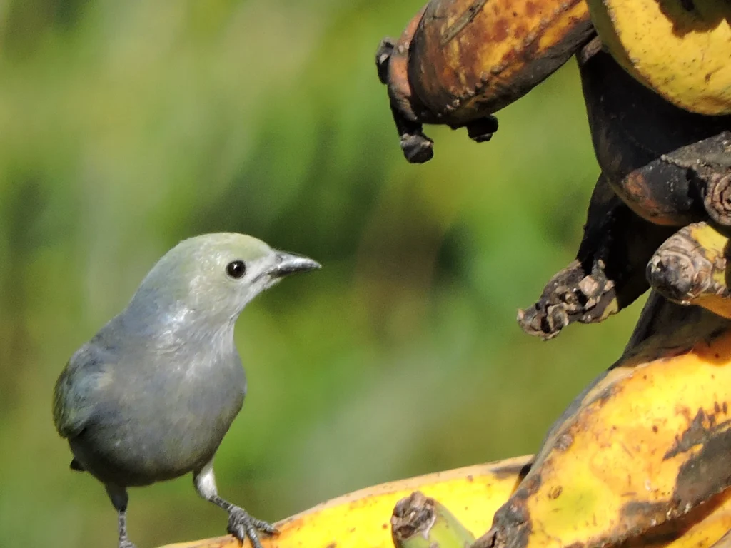 biodiversidad en cafes especiales